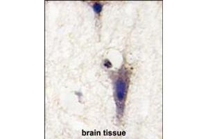 Formalin-fixed and paraffin-embedded human brain tissue reacted with LINGO1 Antibody (N-term) (ABIN391440 and ABIN2841427) , which was peroxidase-conjugated to the secondary antibody, followed by DAB staining. (LINGO1 antibody  (N-Term))