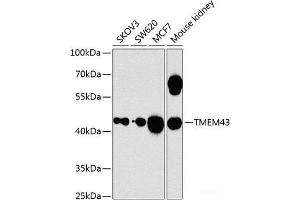 Western blot analysis of extracts of various cell lines using TMEM43 Polyclonal Antibody at dilution of 1:1000. (TMEM43 antibody)