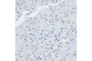 Immunohistochemistry of paraffin-embedded rat pancreas using ZNF581 antibody (ABIN6128960, ABIN6150520, ABIN6150521 and ABIN6217055) at dilution of 1:100 (40x lens). (ZNF581 antibody  (AA 1-90))
