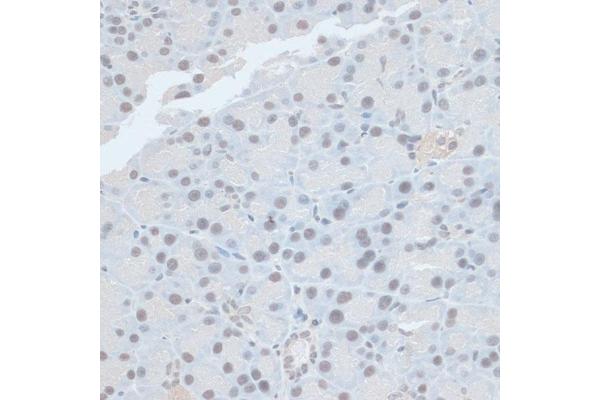 ZNF581 antibody  (AA 1-90)