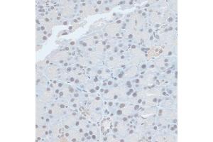 Immunohistochemistry of paraffin-embedded rat pancreas using ZNF581 antibody (ABIN6128960, ABIN6150520, ABIN6150521 and ABIN6217055) at dilution of 1:100 (40x lens). (ZNF581 antibody  (AA 1-90))