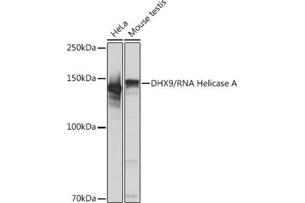 DHX9 antibody