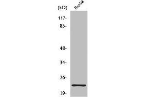 Western Blot analysis of HuvEc cells using Ribosomal Protein S9 Polyclonal Antibody