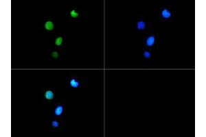 Fluorescence Microscopy (FM) image for anti-Histone 3 (H3) (H3K9me3), (pThr6) antibody (ABIN5706788)