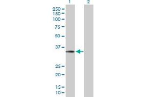 Western Blotting (WB) image for anti-Tumor Necrosis Factor (Ligand) Superfamily, Member 13b (TNFSF13B) (AA 1-285) antibody (ABIN524127)