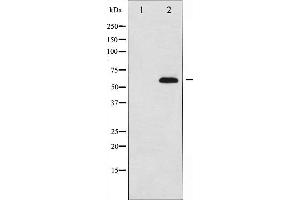 Western blot analysis of AFX expression in serum treated 293 whole cell lysates,The lane on the left is treated with the antigen-specific peptide. (FOXO4 antibody  (Internal Region))