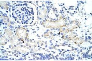 Immunohistochemical staining (Formalin-fixed paraffin-embedded sections) of human kidney with GTF2IRD1 polyclonal antibody  at 4-8 ug/mL working concentration. (GTF2IRD1 antibody  (N-Term))