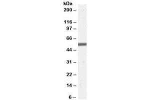 Western blot testing of human skin lysate with ZMPSTE24 antibody at 0. (ZMPSTE24 antibody)