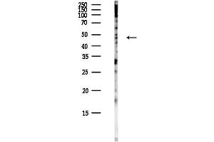 Western blot analysis of lysates from COLO205 cells(heat-shock,45 min treatment), using LNP Antibody at 1/1000 dilution.