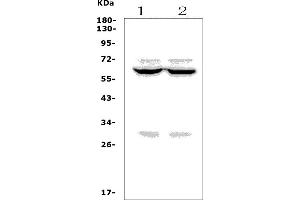 Western blot analysis of FOXI1 using anti-FOXI1 antibody (ABIN7599327).