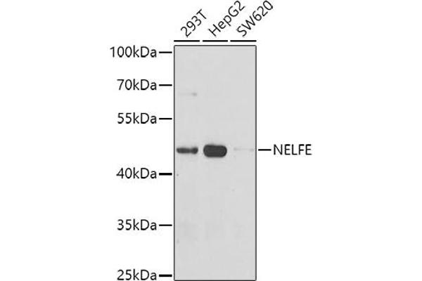 RDBP antibody  (AA 1-280)