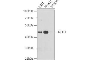 Western blot analysis of extracts of various cell lines, using NELFE antibody (ABIN6127279, ABIN6144527, ABIN6144529 and ABIN6222777) at 1:1000 dilution.