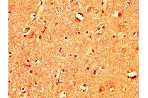 IHC image of ABIN7171314 diluted at 1:400 and staining in paraffin-embedded human brain tissue performed on a Leica BondTM system. (TBX3 antibody  (AA 297-479))