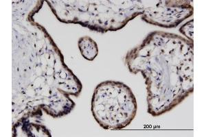 Immunoperoxidase of monoclonal antibody to CITED4 on formalin-fixed paraffin-embedded human placenta. (CITED4 antibody  (AA 131-184))