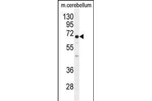UGT8 antibody (Center) (ABIN655577 and ABIN2845071) western blot analysis in mouse cerebellum tissue lysates (35 μg/lane). (UGT8 antibody  (AA 366-393))