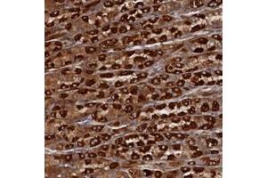 Immunohistochemical staining of human stomach with TMEM196 polyclonal antibody  shows strong cytoplasmic positivity in parietal cells at 1:50-1:200 dilution. (TMEM196 antibody)