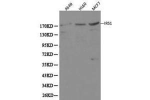 Western Blotting (WB) image for anti-Insulin Receptor Substrate 1 (IRS1) antibody (ABIN1873278) (IRS1 antibody)