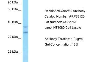 Western Blotting (WB) image for anti-Myb/SANT-Like DNA-Binding Domain Containing 3 (MSANTD3) (Middle Region) antibody (ABIN970265) (MSANTD3 antibody  (Middle Region))