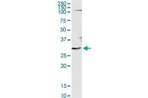 OLIG1 MaxPab rabbit polyclonal antibody. (OLIG1 antibody  (AA 1-255))