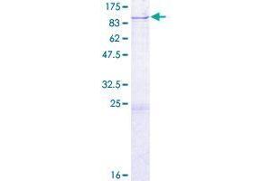DARS2 Protein (AA 1-645) (GST tag)