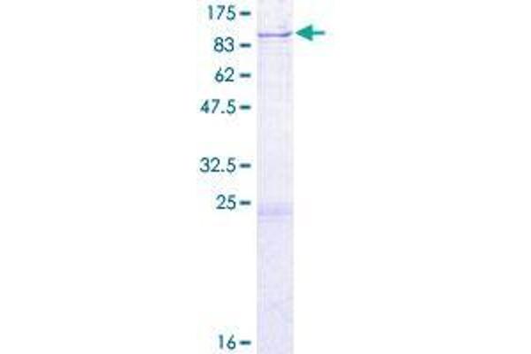 DARS2 Protein (AA 1-645) (GST tag)