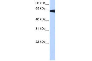 PIGW antibody used at 0.