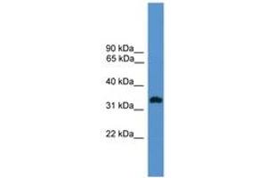 Image no. 1 for anti-Olfactory Receptor 1L8 (OR1L8) (AA 201-250) antibody (ABIN6746645) (OR1L8 antibody  (AA 201-250))