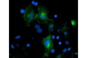 Image no. 6 for anti-Platelet/endothelial Cell Adhesion Molecule (PECAM1) antibody (ABIN1497242) (CD31 antibody)