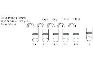 This picture shows the preparation of the positive control. (EPH Receptor B2 ELISA Kit)
