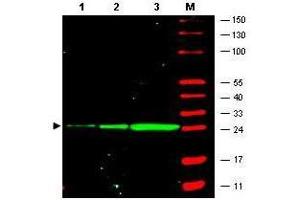 Western Blotting (WB) image for anti-Green Fluorescent Protein (GFP) antibody (ABIN129564)