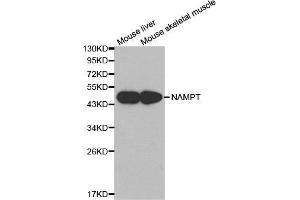 Western blot analysis of extracts of various cell lines, using NAMPT antibody. (NAMPT antibody  (AA 1-280))