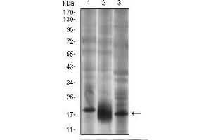 Western blot analysis using THY1 mouse mAb against T47D (1), HepG2 (2) and PC-12 (3) cell lysate.
