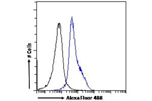 (ABIN185607) Flow cytometric analysis of paraformaldehyde fixed Jurkat cells (blue line), permeabilized with 0. (LEF1 antibody  (Internal Region))