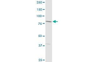SCIN MaxPab rabbit polyclonal antibody. (Scinderin antibody  (AA 1-468))