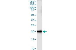 Immunoprecipitation of CEBPG transfected lysate using anti-CEBPG MaxPab rabbit polyclonal antibody and Protein A Magnetic Bead , and immunoblotted with CEBPG MaxPab mouse polyclonal antibody (B01) . (CEBPG antibody  (AA 1-150))