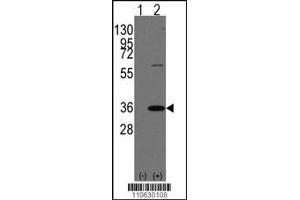 Western blot analysis of PHB2 using rabbit polyclonal PHB2 Antibody (Human C-term) using 293 cell lysates (2 ug/lane) either nontransfected (Lane 1) or transiently transfected with the PHB2 gene (Lane 2). (Prohibitin 2 antibody  (N-Term))