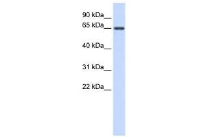 Western Blotting (WB) image for anti-Anti-Mullerian Hormone (AMH) antibody (ABIN2459731) (AMH antibody)