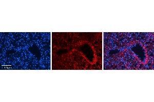 Rabbit Anti-MST1 Antibody Catalog Number: ARP45722_P050 Formalin Fixed Paraffin Embedded Tissue: Human Liver Tissue Observed Staining: Cytoplasm in hepatocytes Primary Antibody Concentration: 1:100 Other Working Concentrations: N/A Secondary Antibody: Donkey anti-Rabbit-Cy3 Secondary Antibody Concentration: 1:200 Magnification: 20X Exposure Time: 0. (MST1 antibody  (N-Term))