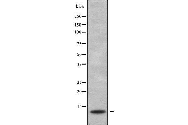 S100G antibody  (Internal Region)