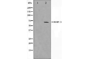 MMP11 antibody  (N-Term)