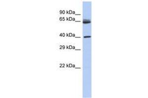 Image no. 1 for anti-Chimerin (Chimaerin) 2 (CHN2) (AA 71-120) antibody (ABIN6743598)