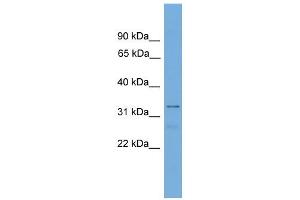 WB Suggested Anti-Tcea2 Antibody Titration:  0.