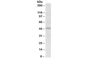Western blot testing of human placenta lysate with APOL1 antibody at 0. (APOL1 antibody)