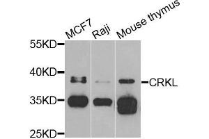 Western blot analysis of extracts of various cells, using CRKL antibody. (CrkL antibody)
