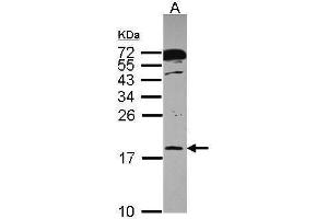 WB Image Sample (30 ug of whole cell lysate) A: A431 , 12% SDS PAGE antibody diluted at 1:1000 (POLR2H antibody  (Center))