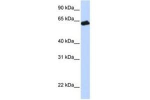 Image no. 1 for anti-Growth Hormone Receptor (GHR) (AA 36-85) antibody (ABIN6743242)
