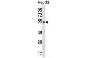 MGAT4C Antibody (C-term) western blot analysis in HepG2 cell line lysates (35µg/lane). (MGAT4C antibody  (C-Term))