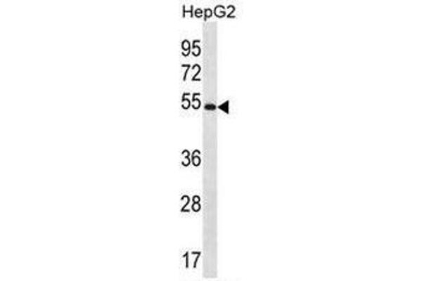 MGAT4C antibody  (C-Term)