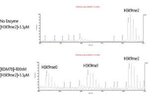 PHF8 Protein (DYKDDDDK Tag)