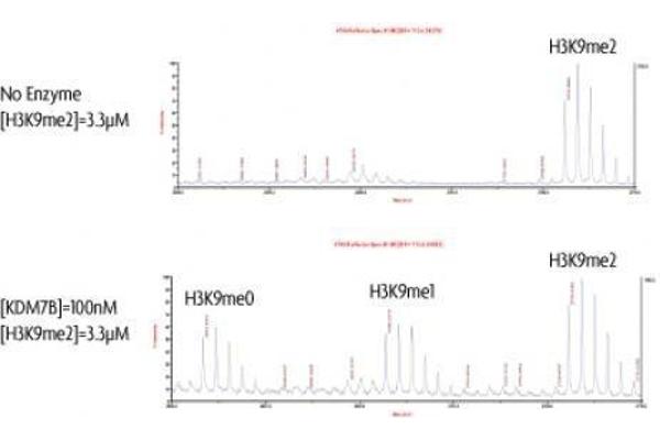 PHF8 Protein (DYKDDDDK Tag)